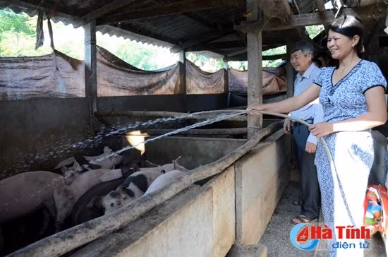 Bàn phương án phát triển chuỗi chăn nuôi lợn liên kết ảnh 2