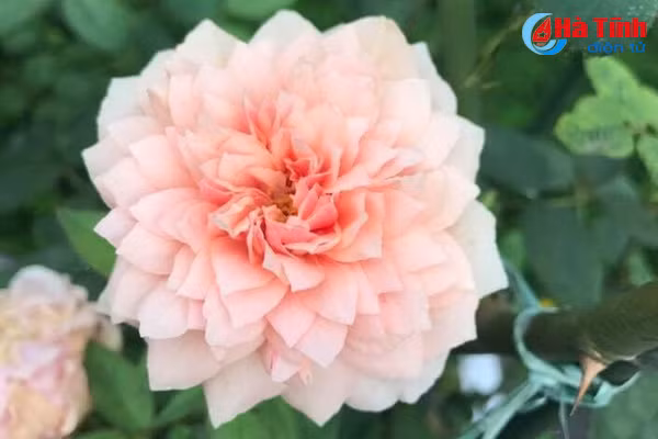 lac loi trong vuon hong dep tua chau au cua co giao ha tinh