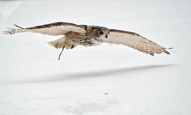 doi ngu long vu tinh nhue bao ve dien kremlin