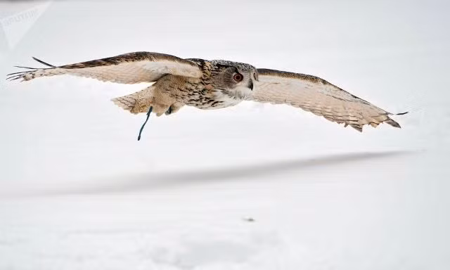 doi ngu long vu tinh nhue bao ve dien kremlin