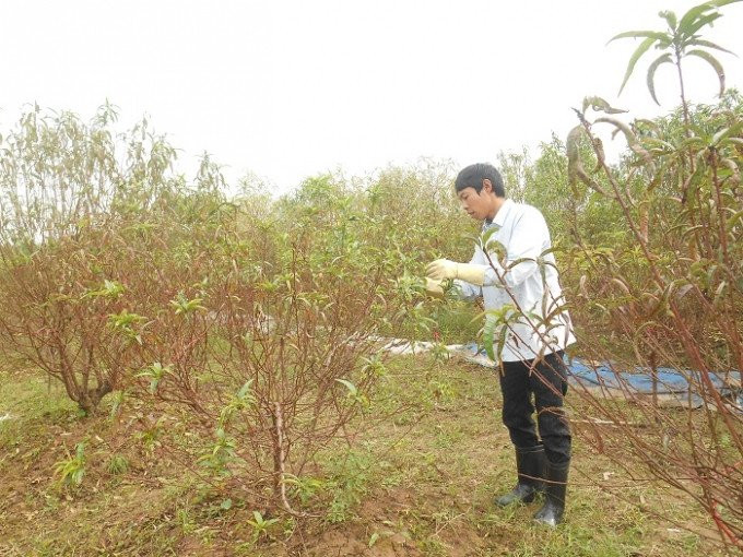 bat mi tuyet chieu lam hoa dao no dung dip tet