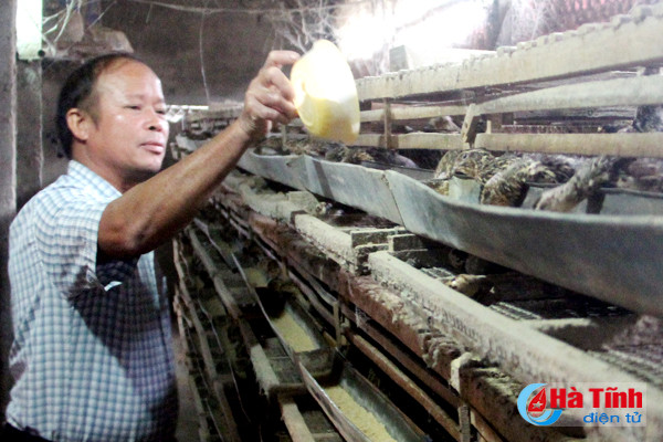 nuoi chim cut lai ca tram trieu dong moi nam