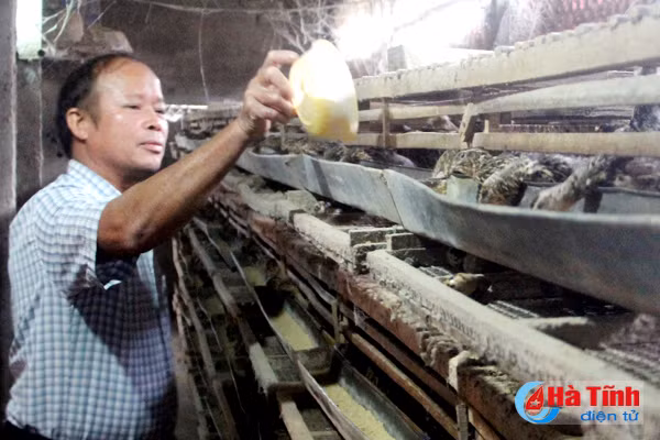 nuoi chim cut lai ca tram trieu dong moi nam