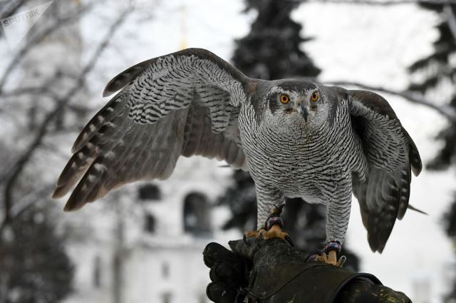 doi ngu long vu tinh nhue bao ve dien kremlin