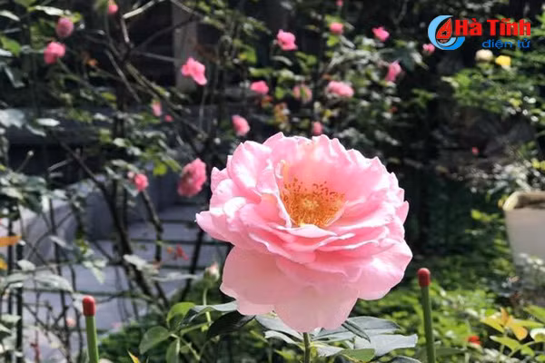 lac loi trong vuon hong dep tua chau au cua co giao ha tinh