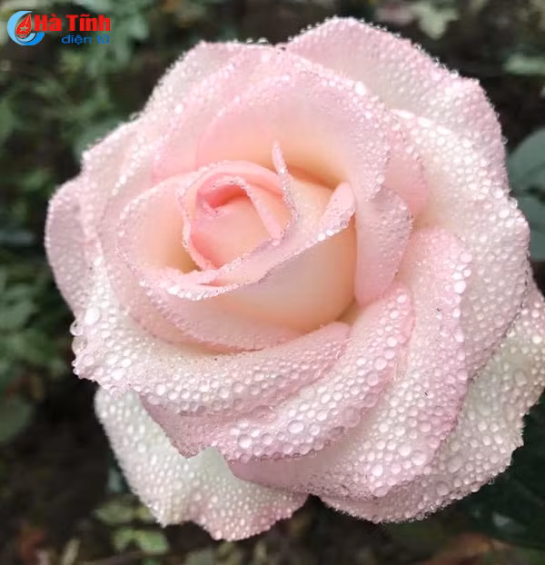 lac loi trong vuon hong dep tua chau au cua co giao ha tinh