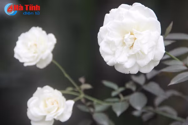 lac loi trong vuon hong dep tua chau au cua co giao ha tinh