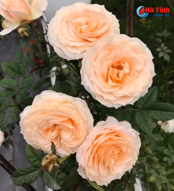 lac loi trong vuon hong dep tua chau au cua co giao ha tinh