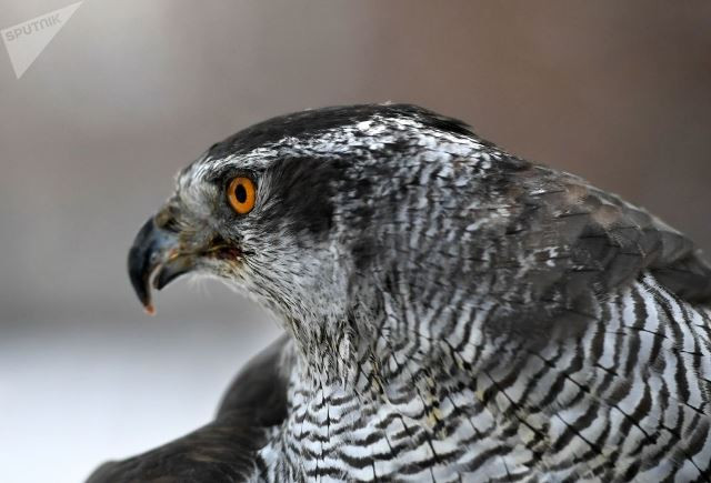 doi ngu long vu tinh nhue bao ve dien kremlin