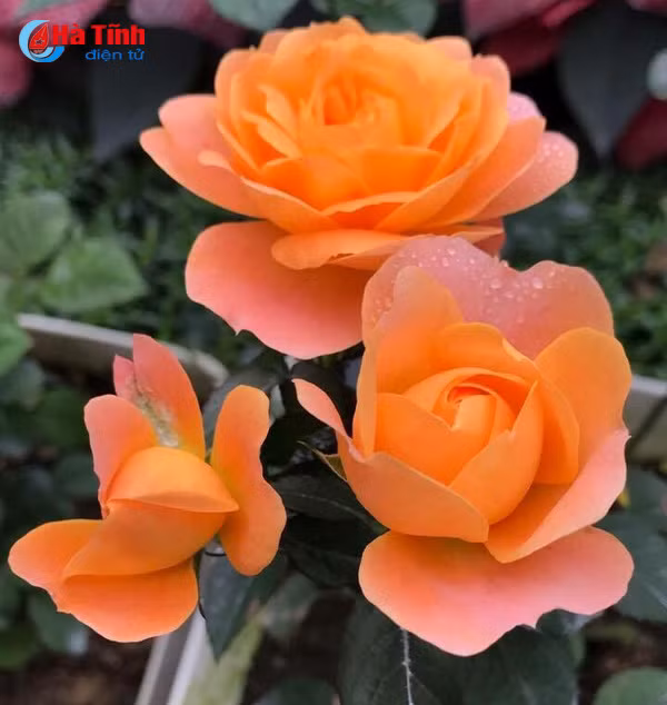 lac loi trong vuon hong dep tua chau au cua co giao ha tinh