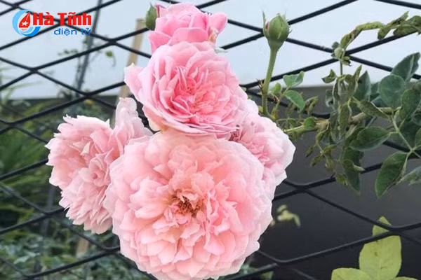 lac loi trong vuon hong dep tua chau au cua co giao ha tinh