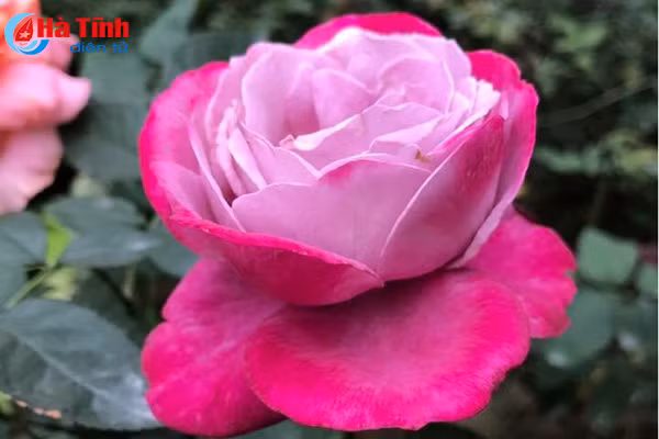 lac loi trong vuon hong dep tua chau au cua co giao ha tinh