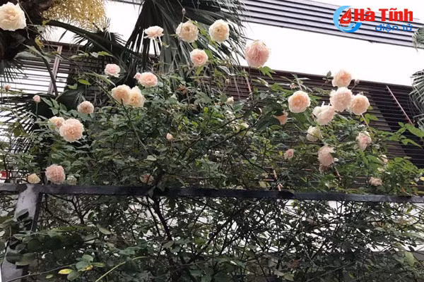 lac loi trong vuon hong dep tua chau au cua co giao ha tinh