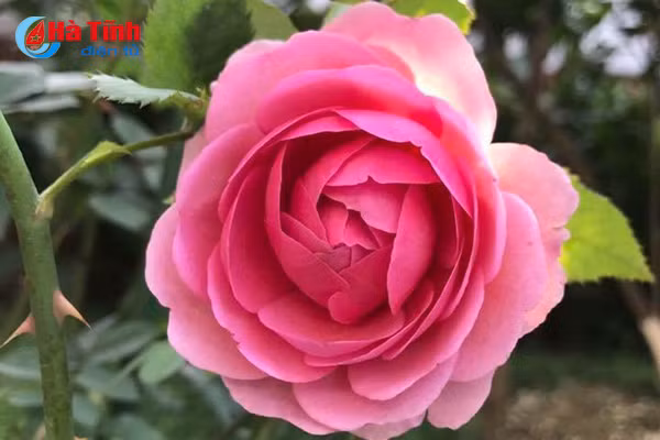 lac loi trong vuon hong dep tua chau au cua co giao ha tinh