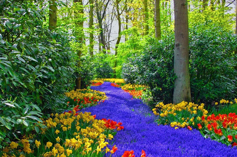 nhung khu rung xanh muot dep tua thien duong