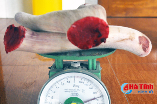 video tan mat xem cat nhung huou