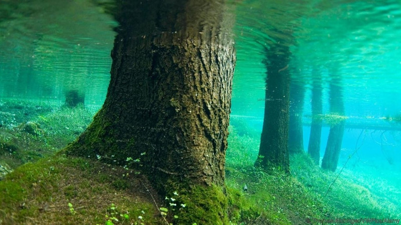 nhung khu rung xanh muot dep tua thien duong