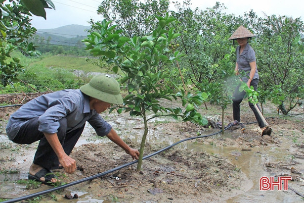 Tranh thủ nắng ráo, Vũ Quang tập trung hoàn thành hơn 1.380 ha cây vụ đông