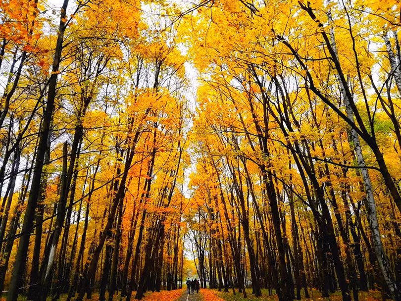 Nước Nga đổ vàng, đẹp nao lòng khi đất trời sang thu