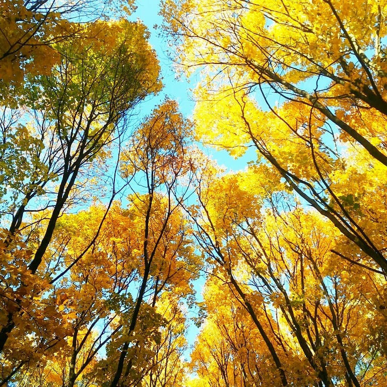 Nước Nga đổ vàng, đẹp nao lòng khi đất trời sang thu ảnh 25 Nước Nga đổ vàng, đẹp nao lòng khi đất trời sang thu