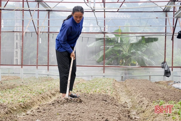 Làng hoa có tiếng Hà Tĩnh vào mùa phục vụ Tết