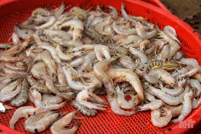 Đi biển mùa sương - “cuộc chơi” thú vị của ngư dân Hà Tĩnh