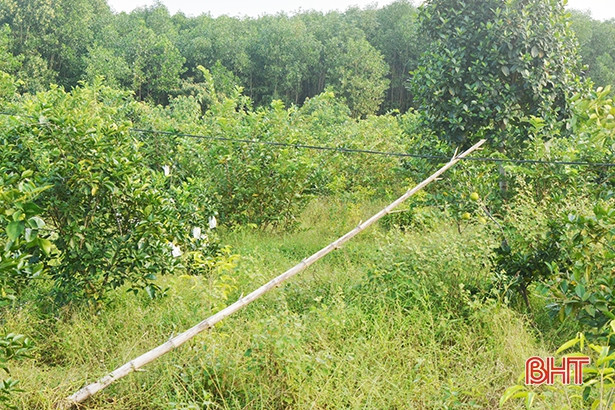 Cột điện tạm bợ bằng tre, gỗ - ẩn họa chết người ở xứ bưởi Hà Tĩnh