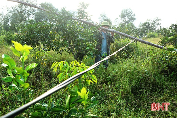 Cột điện tạm bợ bằng tre, gỗ - ẩn họa chết người ở xứ bưởi Hà Tĩnh