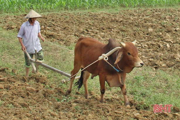Tranh thủ nắng ráo, Vũ Quang tập trung hoàn thành hơn 1.380 ha cây vụ đông