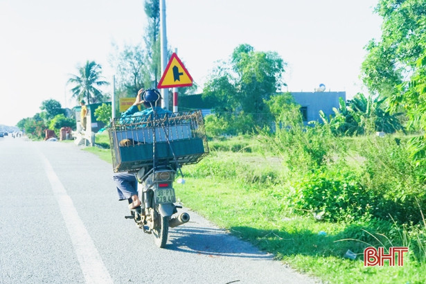 Nhức mắt cảnh chó được “mua đêm, bán ngày” ở Cẩm Xuyên
