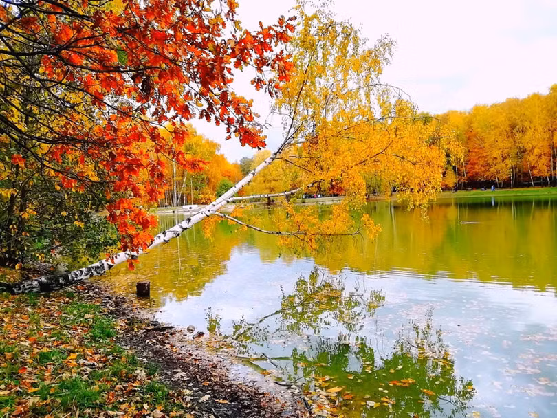 Nước Nga đổ vàng, đẹp nao lòng khi đất trời sang thu