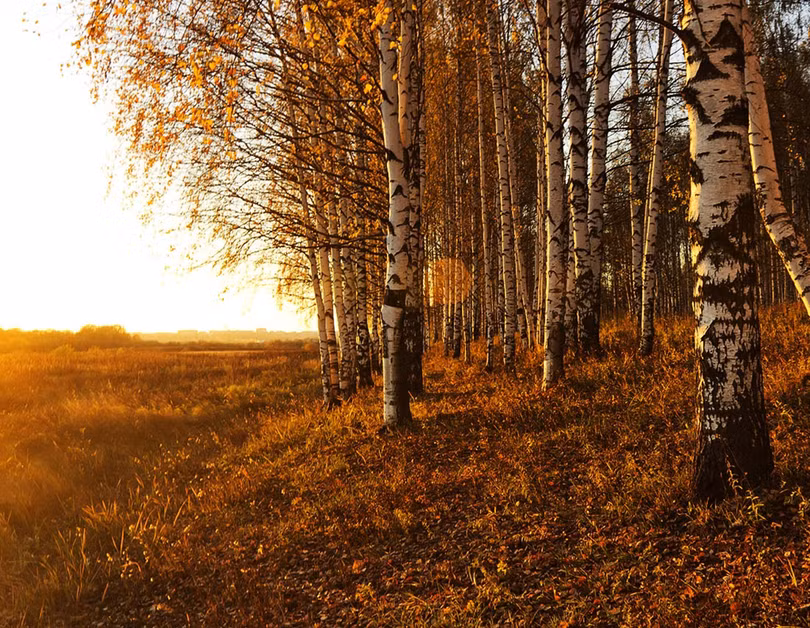 Nước Nga đổ vàng, đẹp nao lòng khi đất trời sang thu