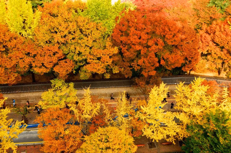 7 con đường mùa thu như chỉ có trong cổ tích