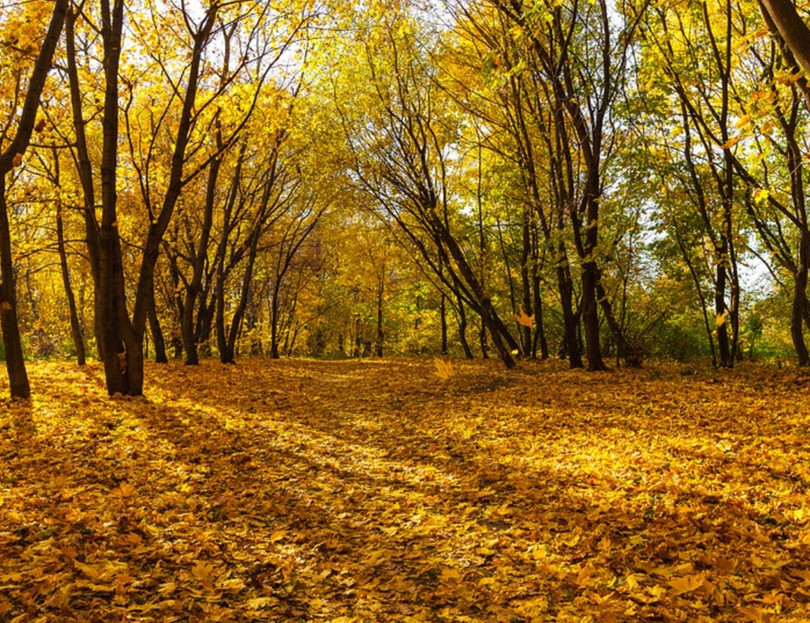 Nước Nga đổ vàng, đẹp nao lòng khi đất trời sang thu ảnh 5 Nước Nga đổ vàng, đẹp nao lòng khi đất trời sang thu