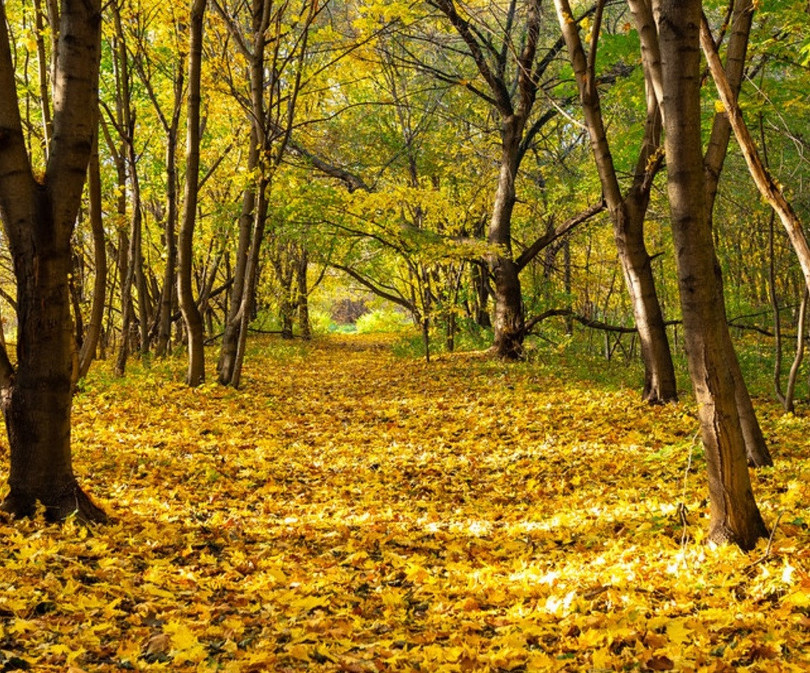 Nước Nga đổ vàng, đẹp nao lòng khi đất trời sang thu ảnh 7 Nước Nga đổ vàng, đẹp nao lòng khi đất trời sang thu