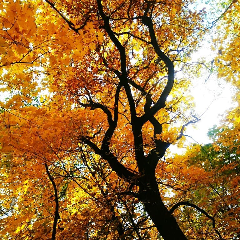 Nước Nga đổ vàng, đẹp nao lòng khi đất trời sang thu ảnh 20 Nước Nga đổ vàng, đẹp nao lòng khi đất trời sang thu