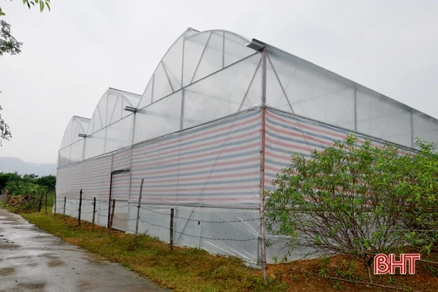 Làng hoa có tiếng Hà Tĩnh vào mùa phục vụ Tết