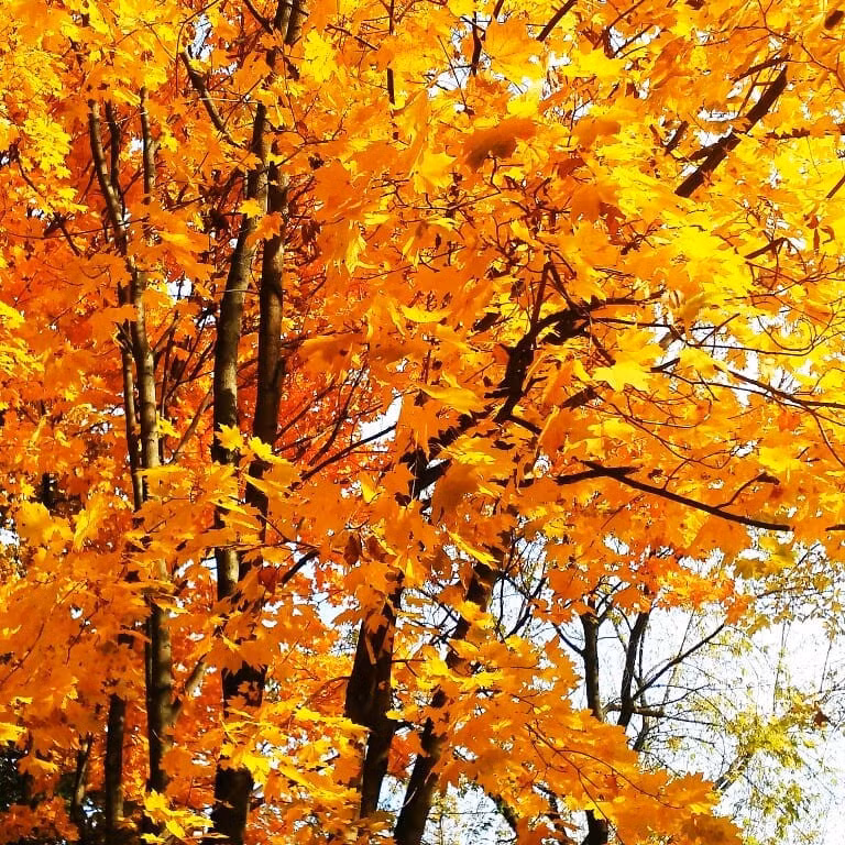 Nước Nga đổ vàng, đẹp nao lòng khi đất trời sang thu