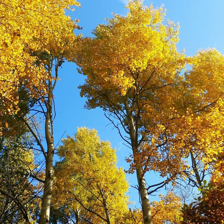 Nước Nga đổ vàng, đẹp nao lòng khi đất trời sang thu ảnh 17 Nước Nga đổ vàng, đẹp nao lòng khi đất trời sang thu