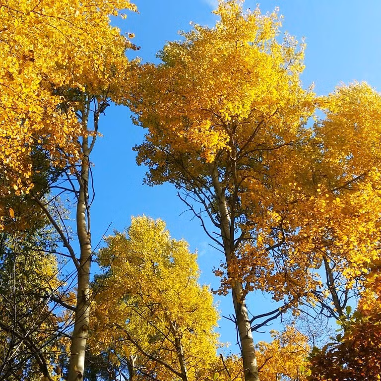 Nước Nga đổ vàng, đẹp nao lòng khi đất trời sang thu