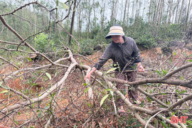 Người dân xót xa nhìn hàng trăm héc ta rừng mục nát sau bão
