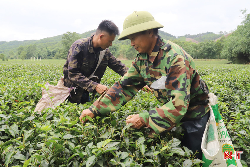 Khu đất Đượng Sơn Diệm là vùng trồng chè công nghiệp và các mô hình vườn, ao, chuồng, rừng. IMG_7950.JPG