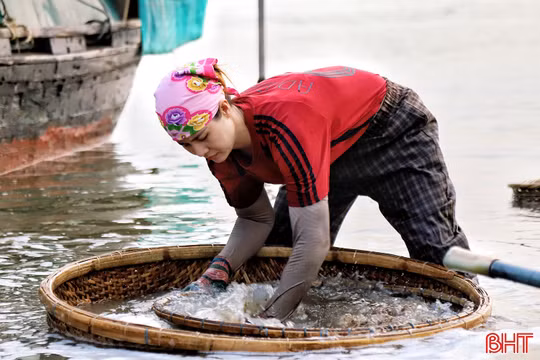 Xem người dân miệt mài đãi hến trên sông La