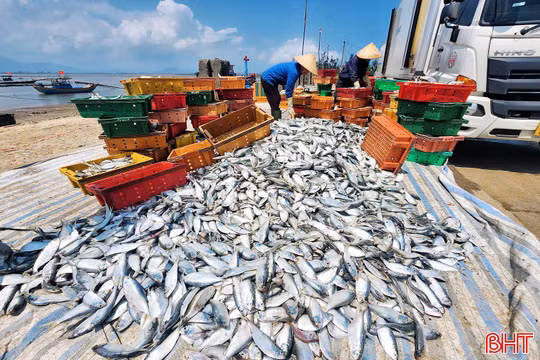 Ngư dân Hà Tĩnh trúng đậm cá mòi, cá trích