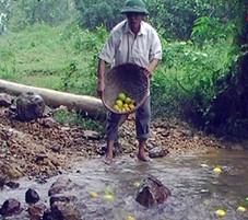 Ông Nguyễn Hữu Cầu xã Sơn Thọ nhặt cam rụng đi đỗ