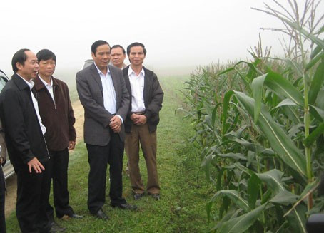 Bí thư Tỉnh ủy Nguyễn Thanh Bình cùng đoàn kiểm tra ngô đông tại xã Sơn Trung (Hương Sơn)...