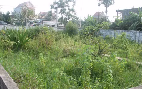 Mặc dù được xem là một trong những tiêu chí quan trọng để đạt chuẩn nhưng Vườn thuốc nam của Trạm y tế xã Cẩm Thịnh (Cẩm xuyên) chỉ toàn là... cỏ