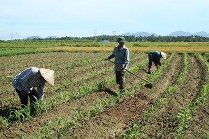 Bà con nông dân xã Gia Hanh chăm sóc cây vụ đông Bà con nông dân xã Gia Hanh chăm sóc cây vụ đông