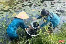 Đức Đồng phát huy lợi thế, phát triển kinh tế từ nuôi ốc bươu đen