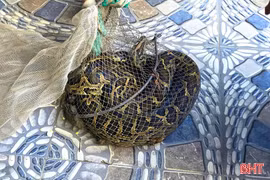 Bắt được trăn đất nặng 9kg khi đi thăm đồng